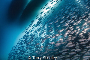 Rush hour
— Subal underwater housing, Canon 1Dx, Canon 8... by Terry Steeley 